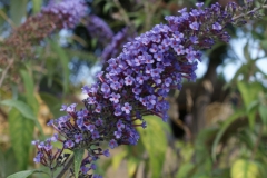 SONY DSC